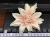 Single-flower type Item Picture